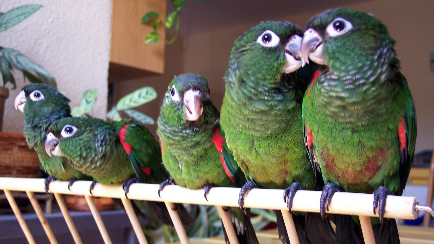 Polluelos de Pyrrhuritas Melanura criados a mano en nuestro aviario